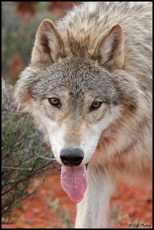 Gray Wolf, UT