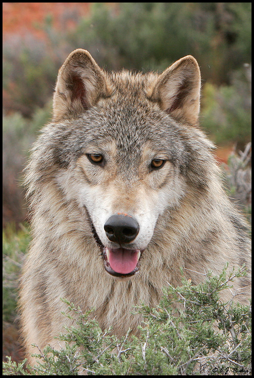 Gray Wolf, UT