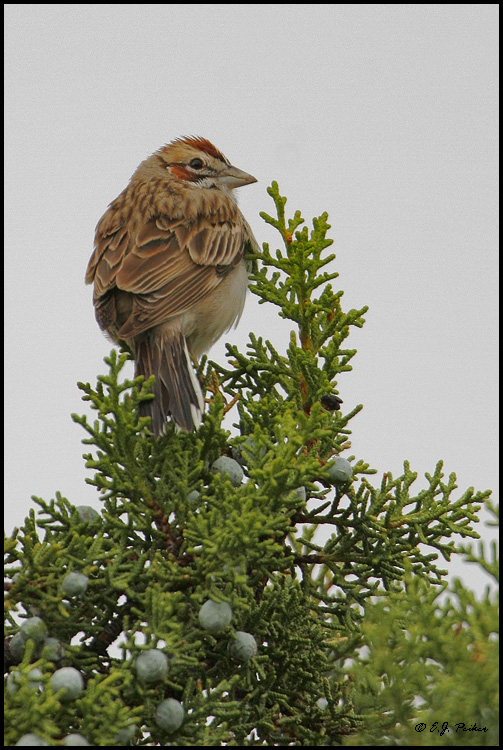 Lark Sparrow, Toquerville, UT