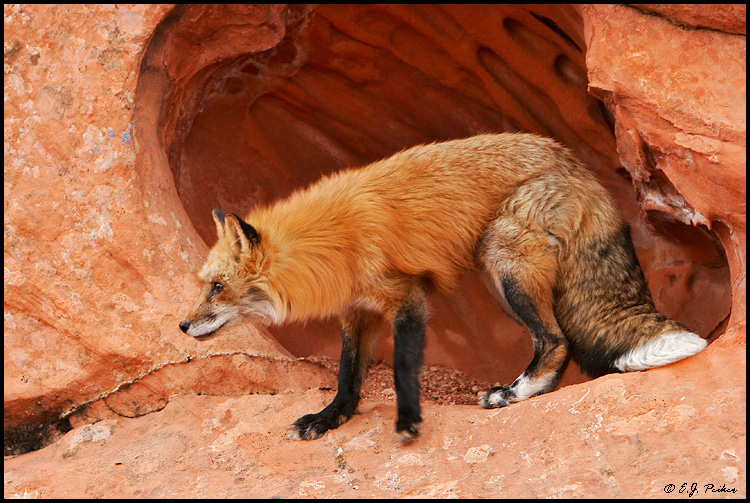 Red Fox, UT