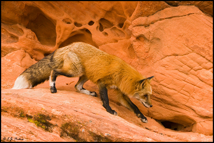 Red Fox, UT