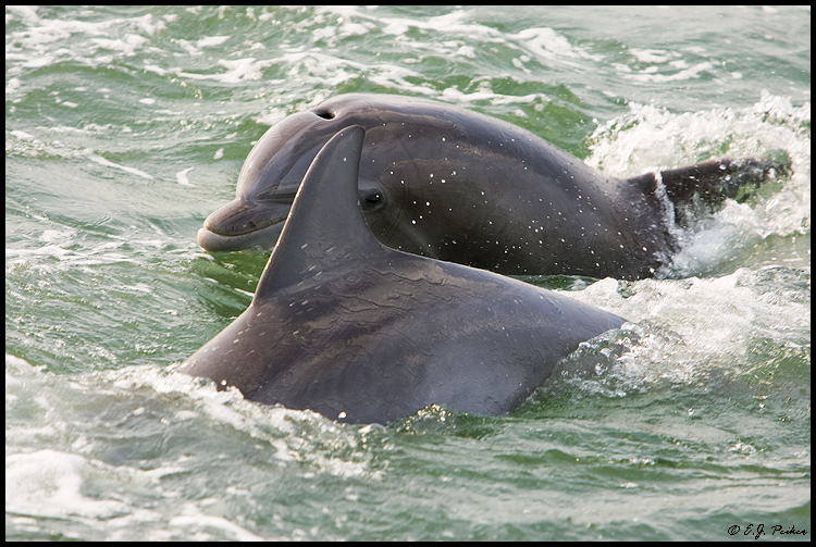Bottle-nosed Dolphin, Virginia Beach, VA