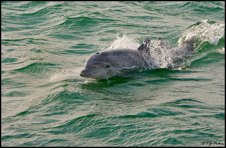 Bottle-nosed Dolphin, Virginia Beach, VA