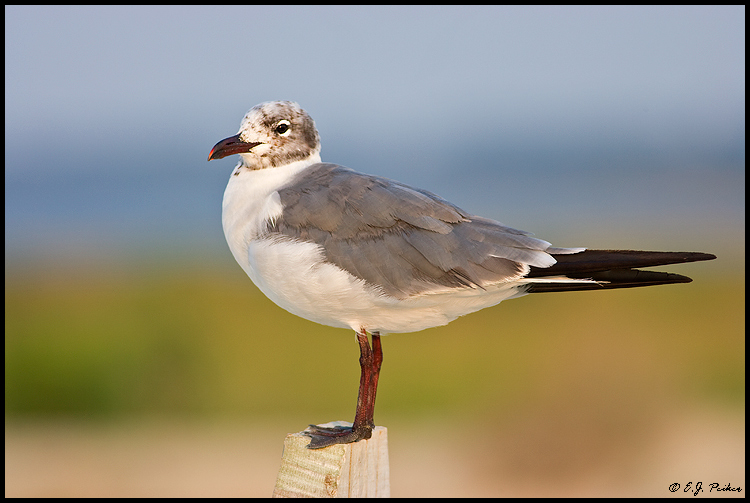 Laughing Gull, Virginia Beach, VA