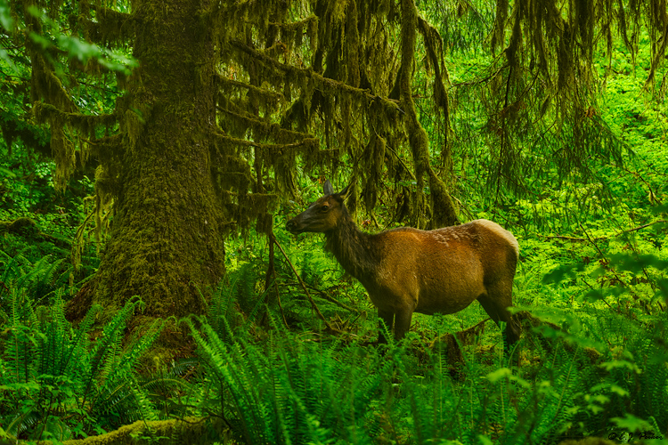Elk, Olympic NP, WA