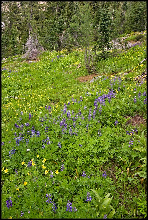 Blue Lake Trail, North Cascades National Park, WA