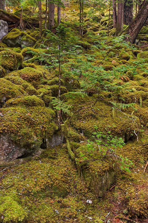 Rainforest, North Cascades National Park, WA
