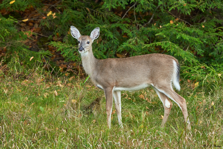 White-tailed Deer, WV