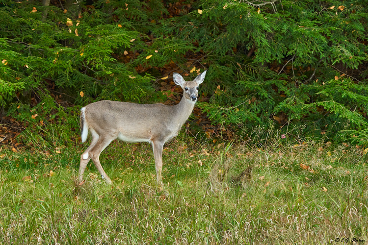 White-tailed Deer, WV