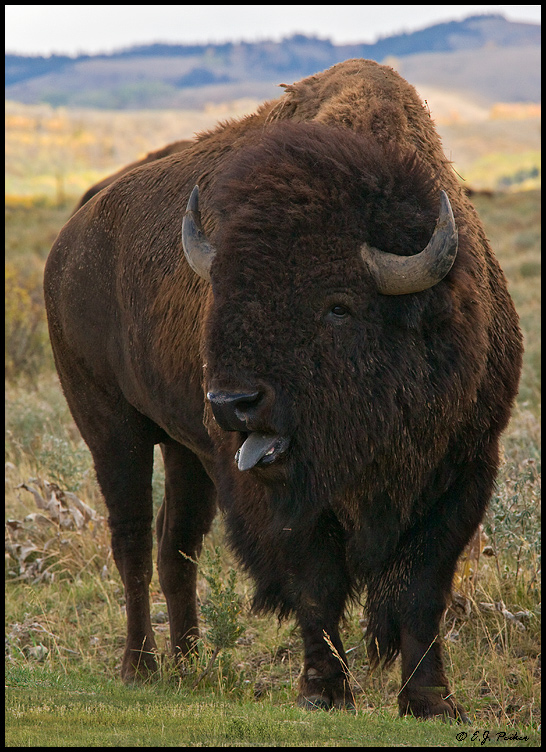 American Bison, Grand Teton NP, WY