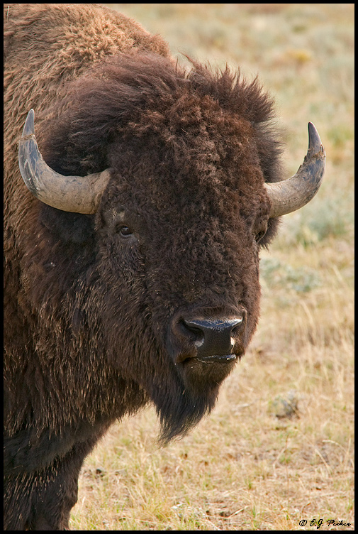 American Bison, Grand Teton NP, WY