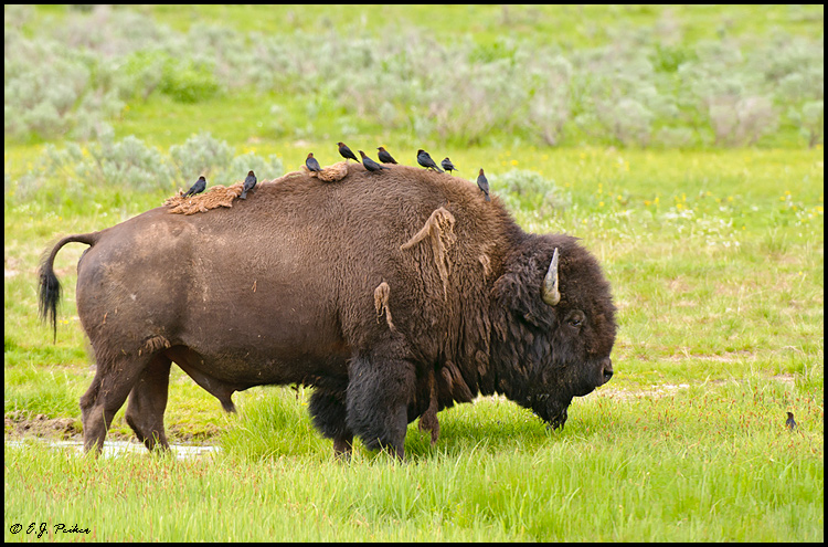 American Bison, Yellowstone NP, WY
