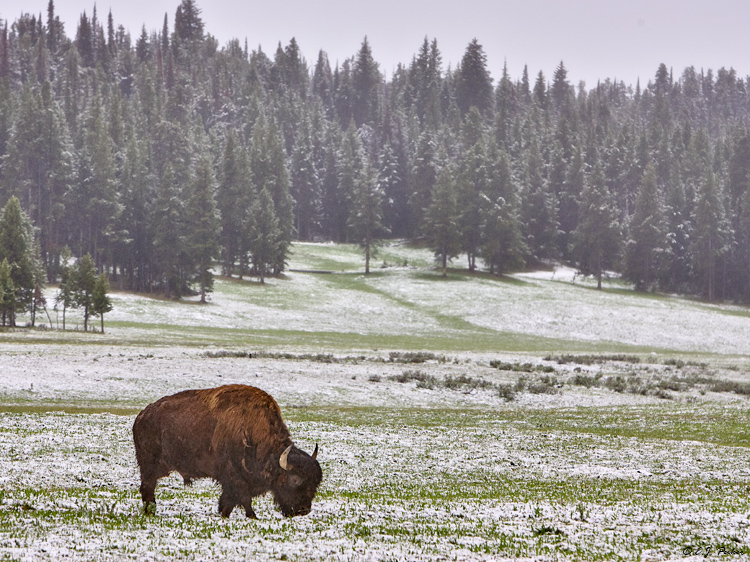 American Bison, Yellowstone NP, WY