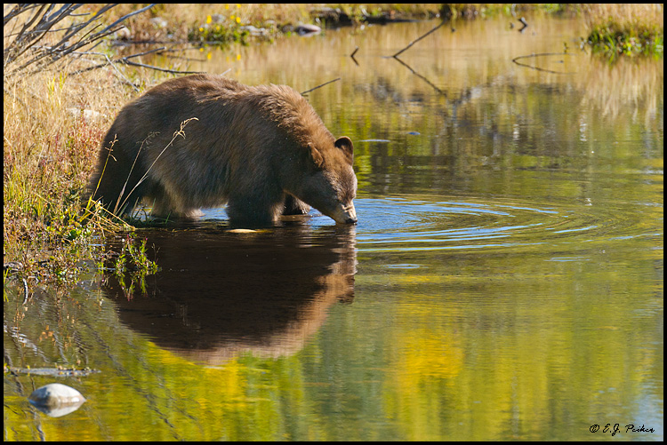 Black Bear, Grant Teton National Park, WY
