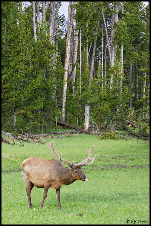 Elk, Yellowstone NP, WY