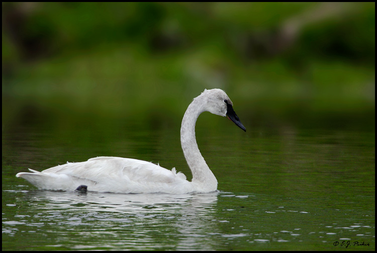 Trumpeter Swan, Yellowstone NP, WY