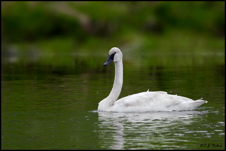 Trumpeter Swan, Yellowstone NP, WY