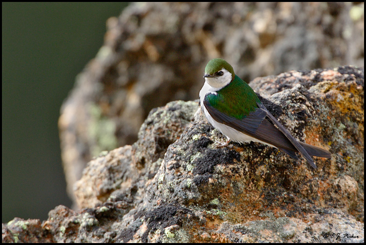 Violet-green Swallow, Yellowstone NP, WY