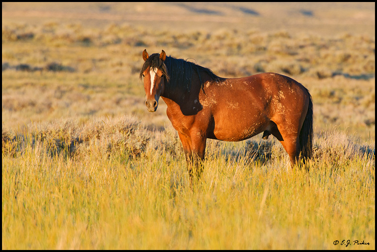 Wild Horse (Mustang), Cody, WY