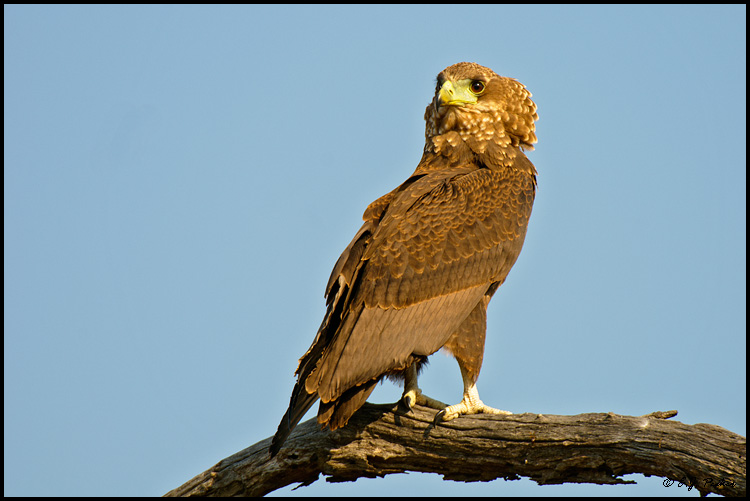 Bateleur Eagle, South Africa