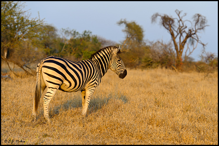 Plains (Burchell's) Zebra, South Africa