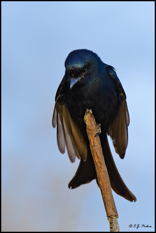 Fork-taile Drongo, South Africa
