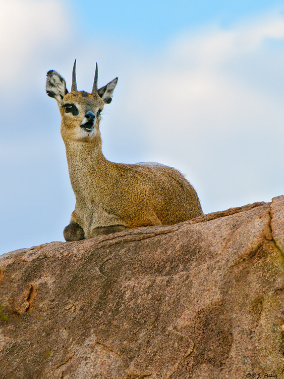 Klipspringer , South Africa