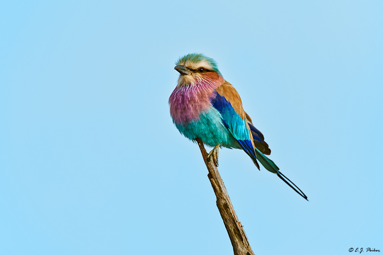 Lilac-breasted Roller, South Africa