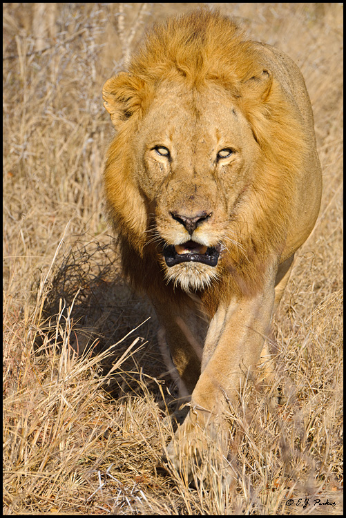 African Lion, Botswana