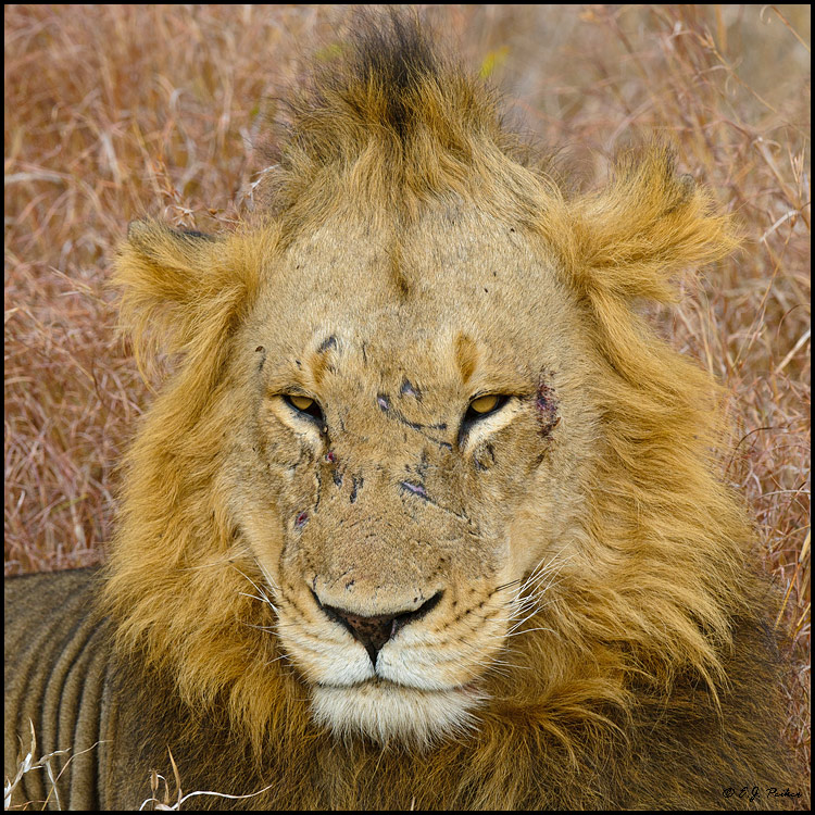African Lion, Botswana