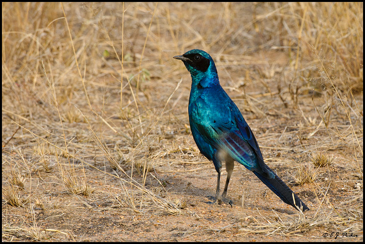 Long-tailed Starling, South Africa
