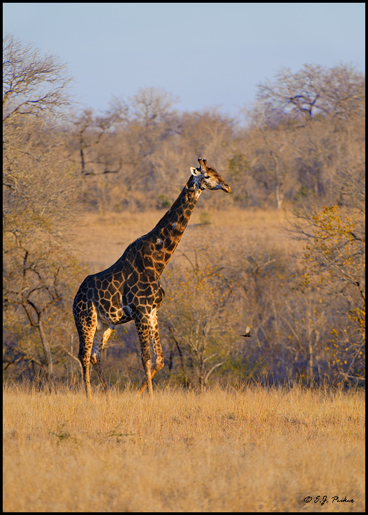 Southern Giraffe, South Africa