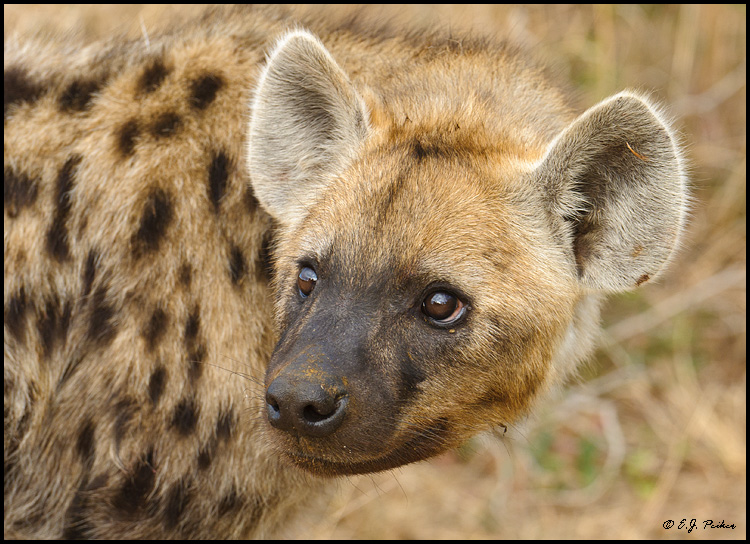 Spotted Hyena, South Africa