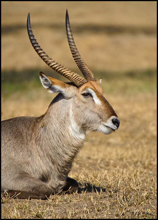 Waterbuck, South Africa