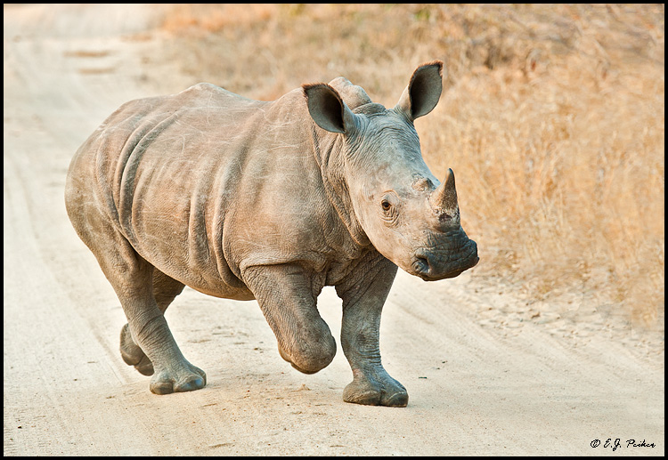White Rhinocreo, South Africa