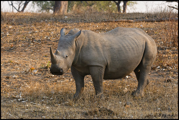White Rhinocreo, South Africa