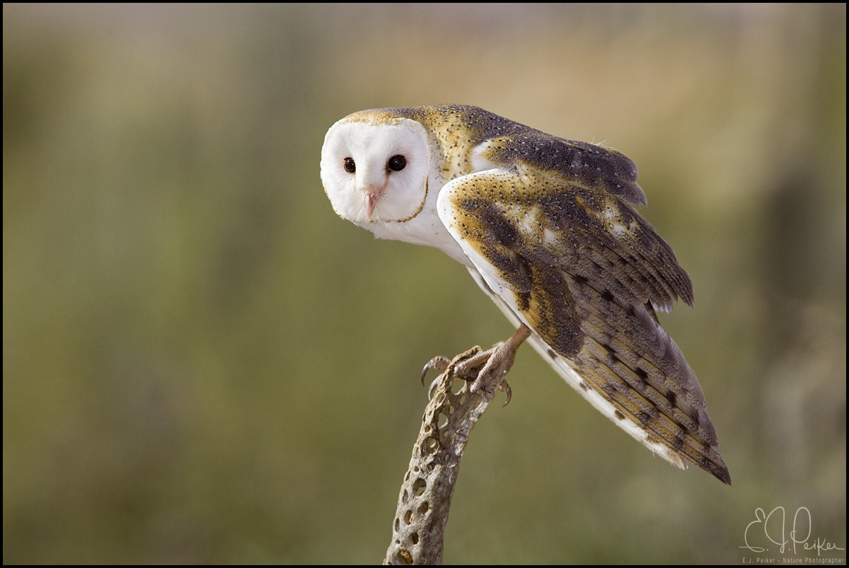 Barn Owl, Tucson, AZ