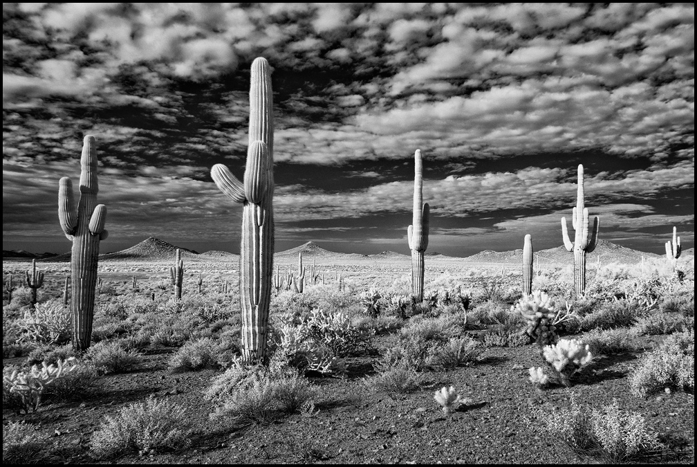 Sonoran Desert Preserve