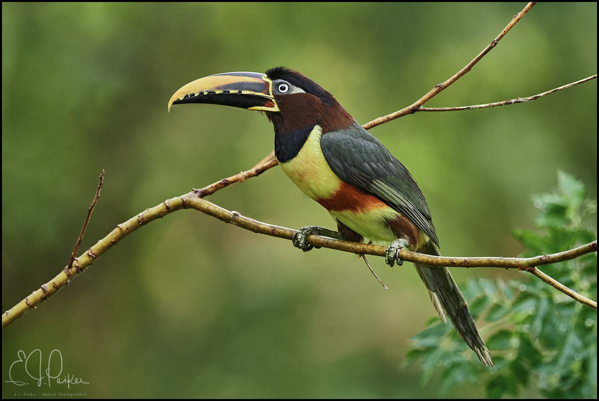 Chestnut-eared Aracari, The Pantanal, Brazil