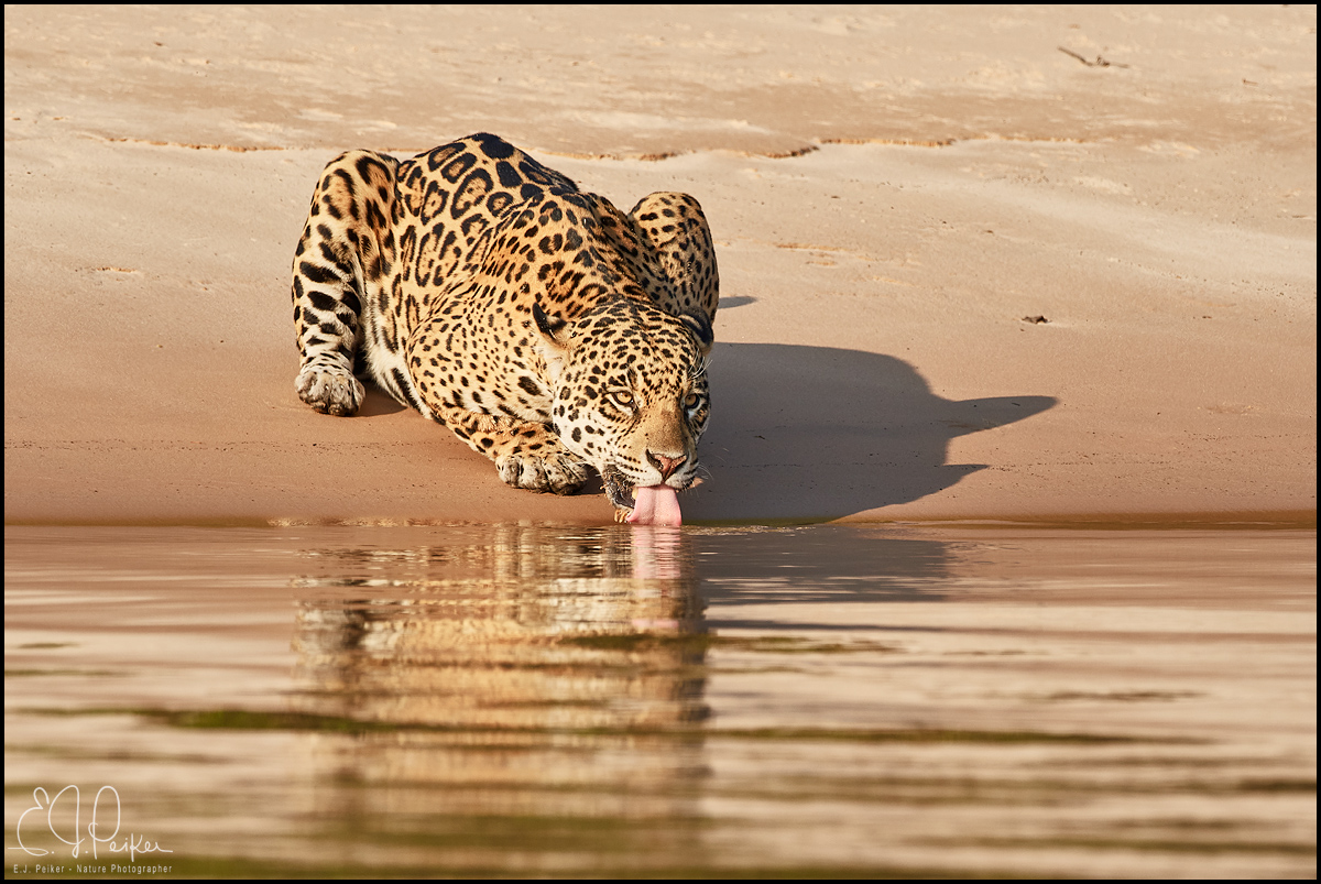 Jaguar, The Pantanal, Brazil