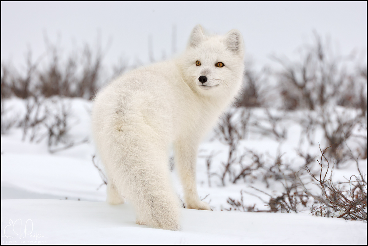 Arctic Fox, Manitoba