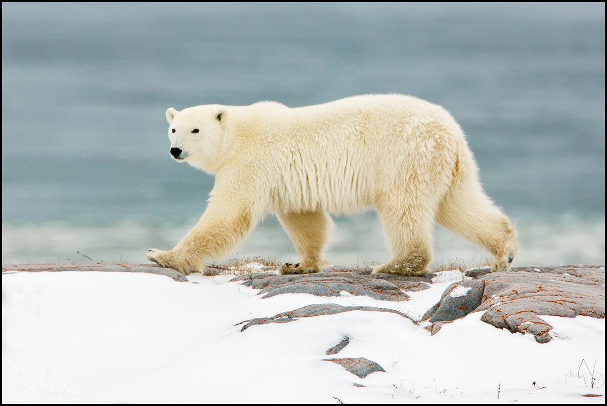 Polar Bear, Manitoba