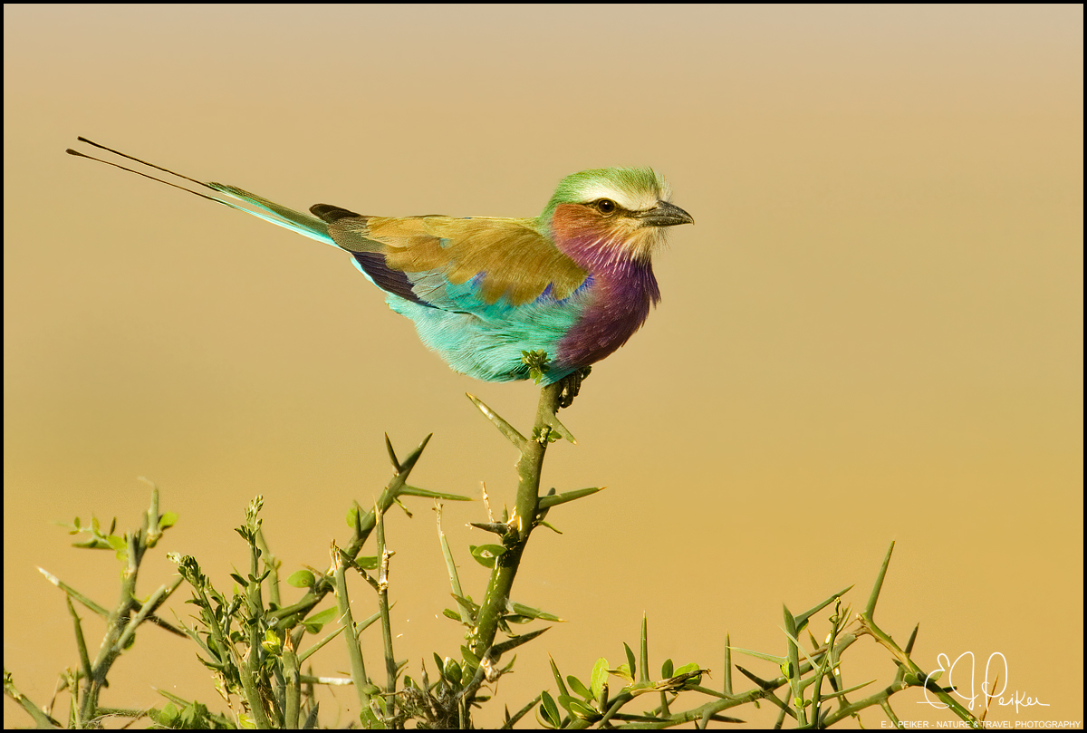 Lilac-breasted Roller, Tanzania