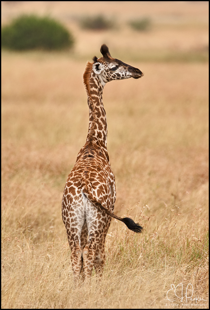 Maasai Giraffe, Serengeti, Tanzania