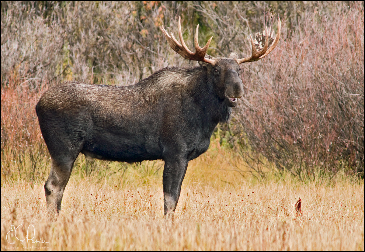 Moose, Grand Teton NP